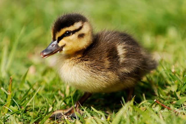 Duckling