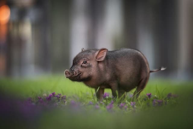 Miniature Pig