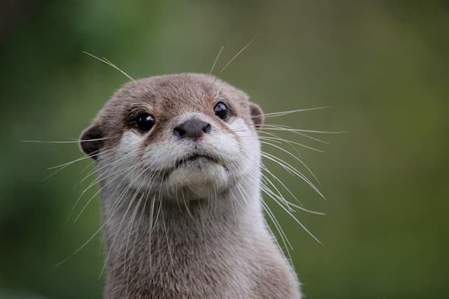 Otter