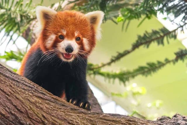 Red Panda