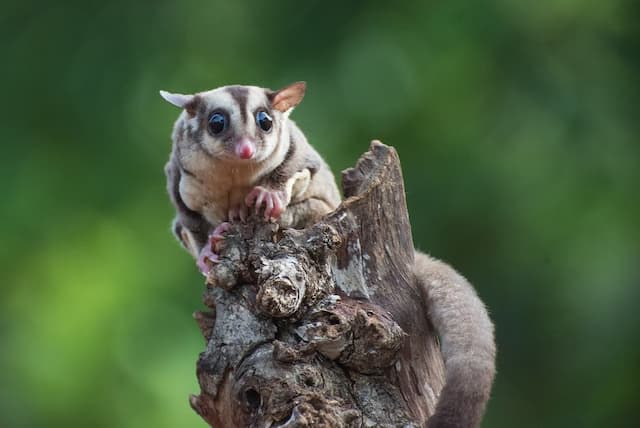 Sugar Glider